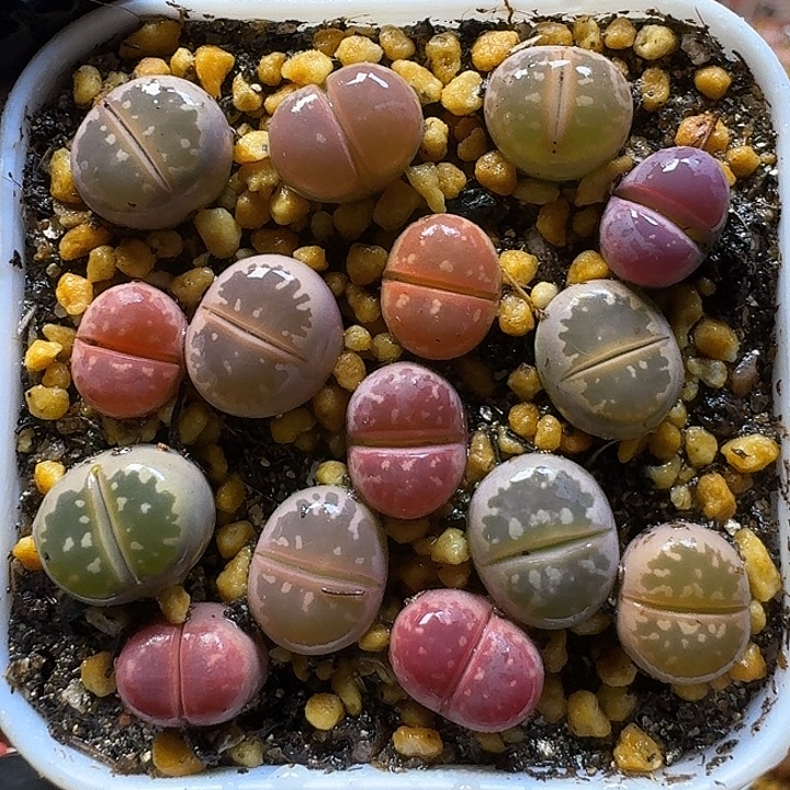 生石花111111。   163