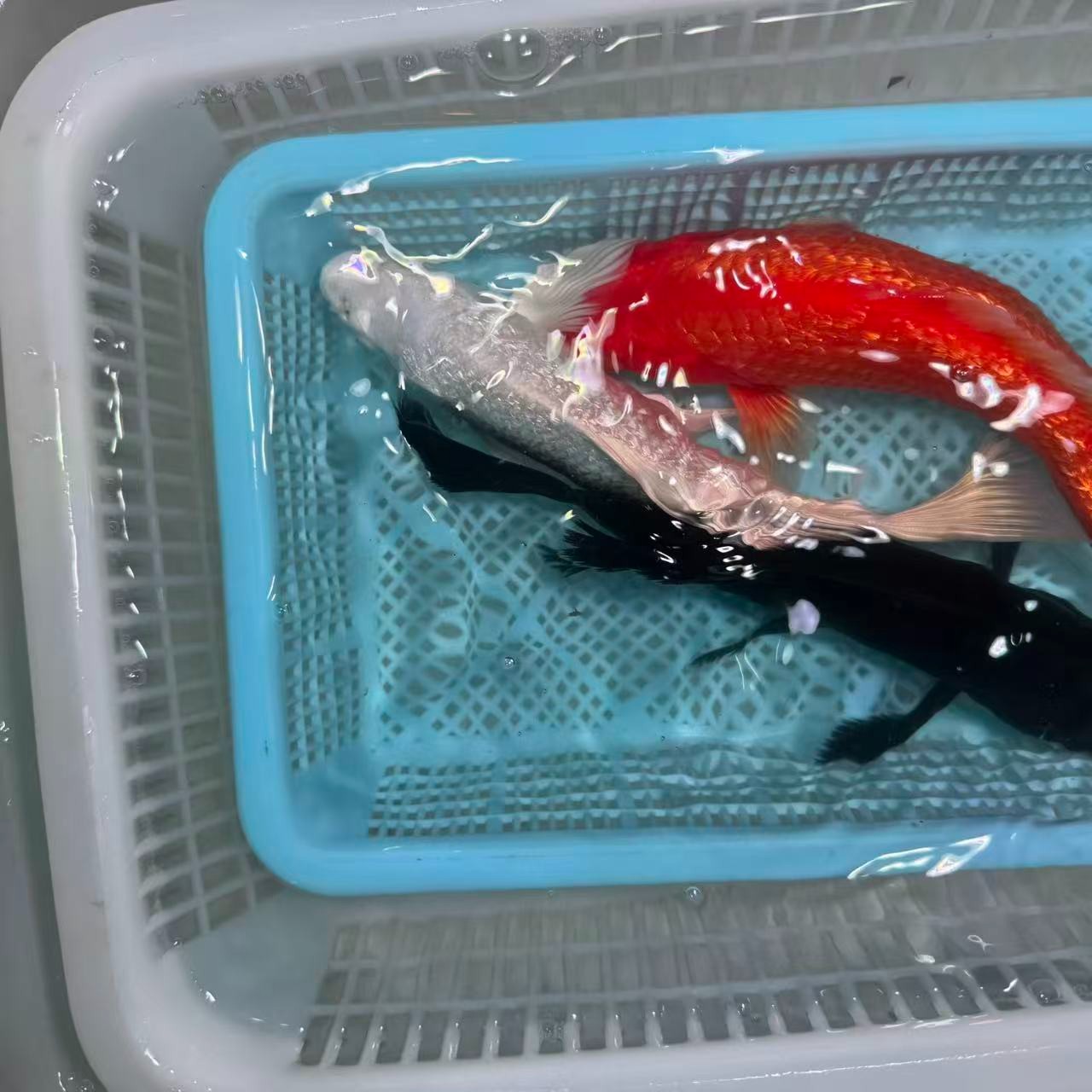 【三条装】15-20公分火鲤白蝴蝶黑金冷水观赏鱼包邮