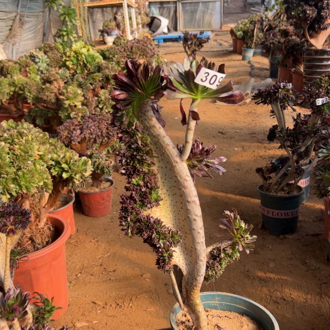 有伤黑缀309高度38