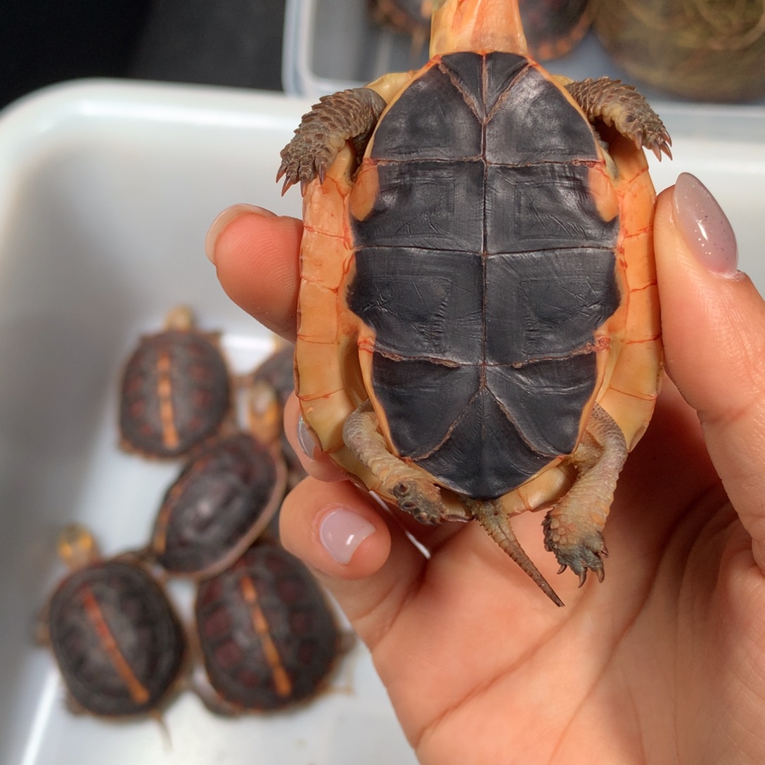 宠物龟母现货现发