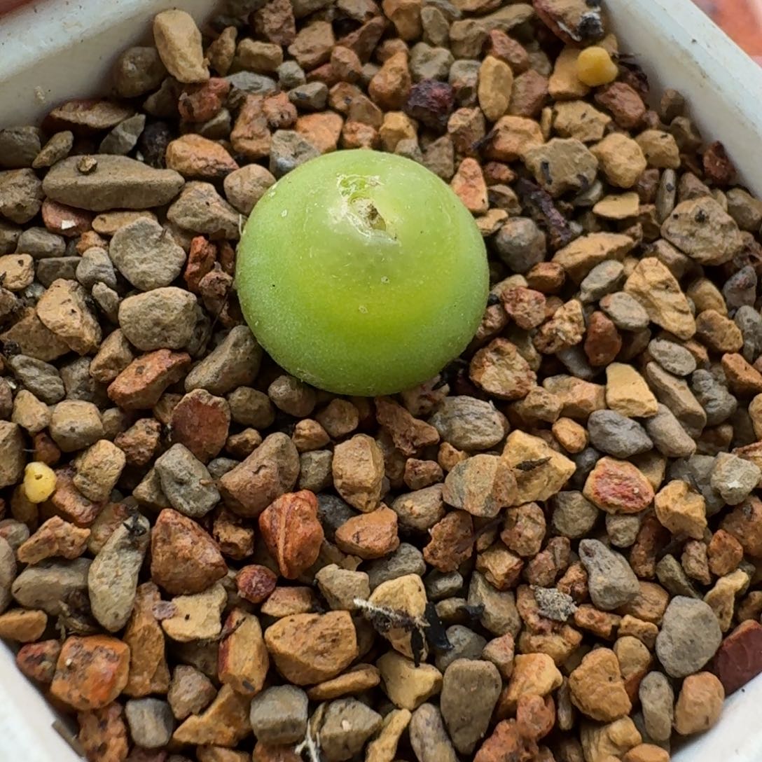 云缦精品番杏13.2 大葫芦1.35cm