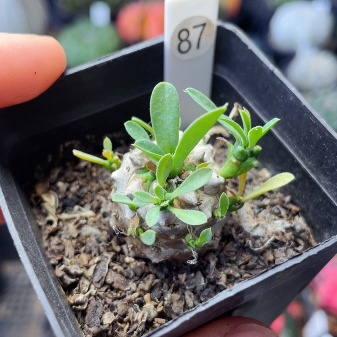 非偏远地区满25包邮裸根发货