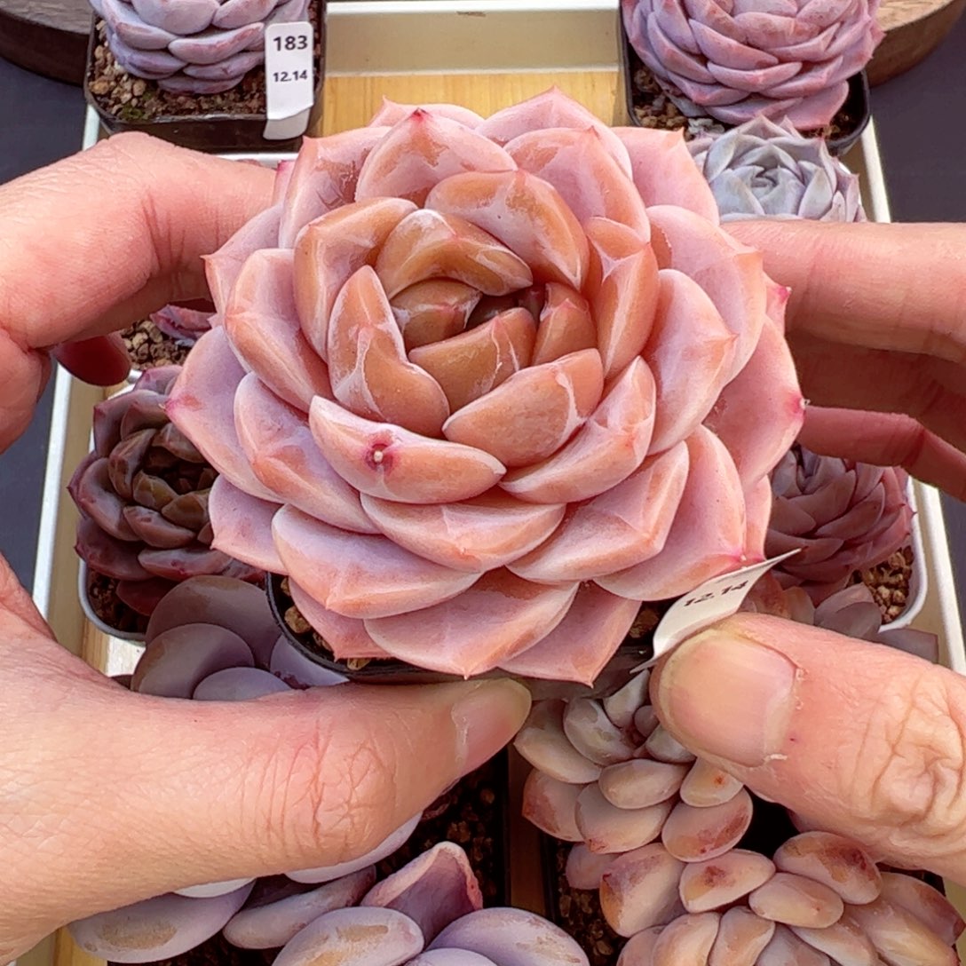 好好看184、哈哈哈哈