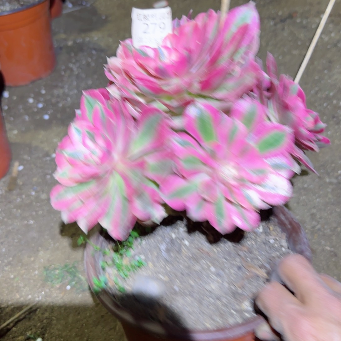 粉女巫法师多肉279