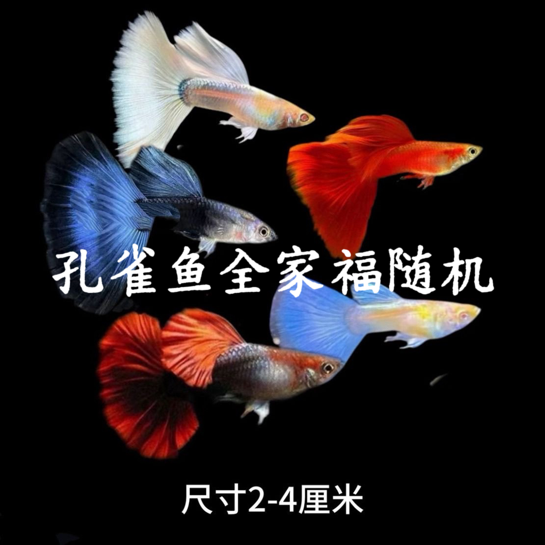 【孔雀鱼全家福】多款孔雀鱼好养扇尾小型鱼观赏鱼新手凤尾鱼彩霞