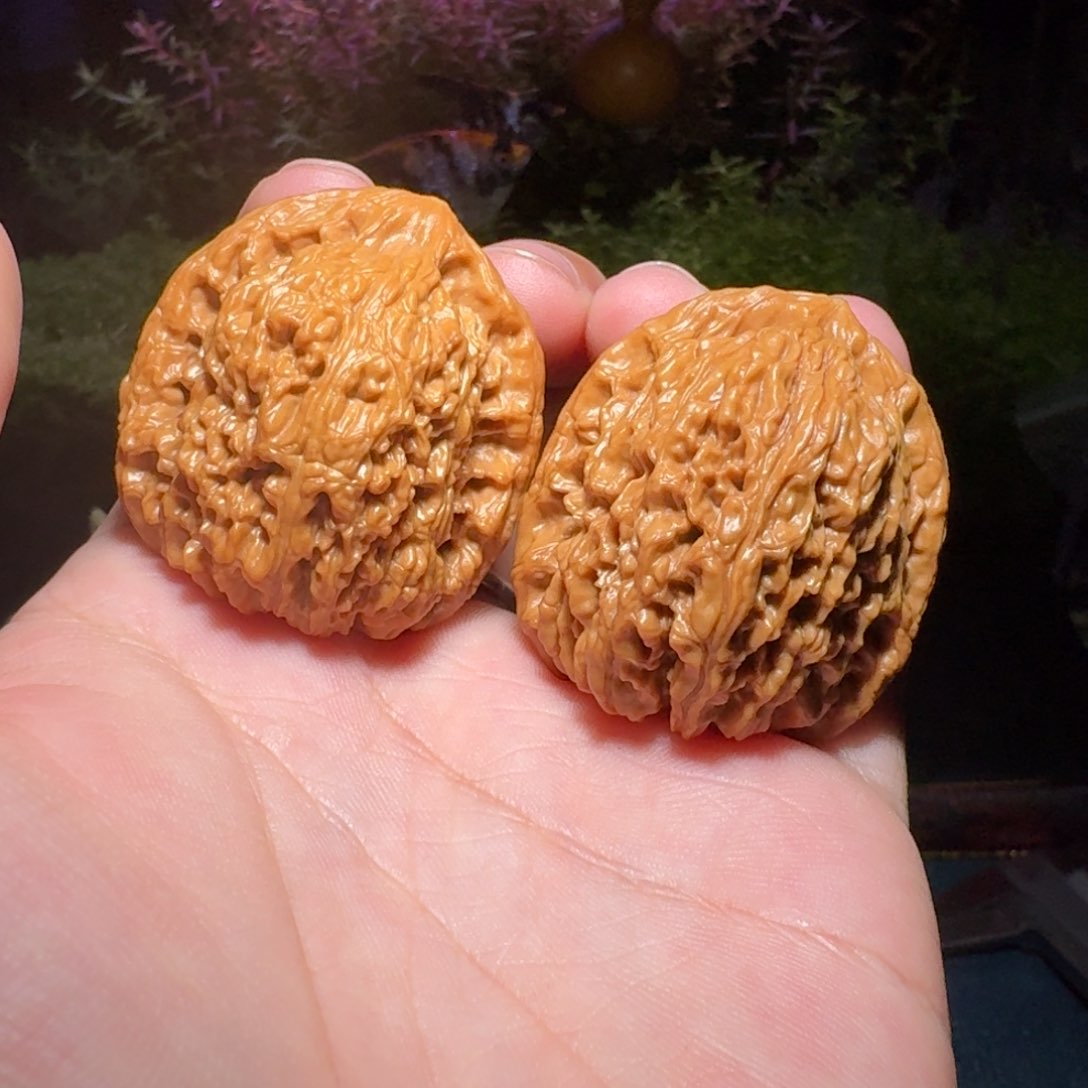 1544号38南疆石南疆石南疆石