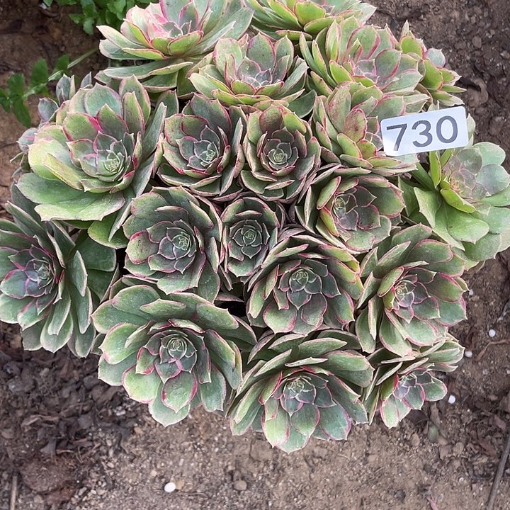 730粉花妖多肉植物