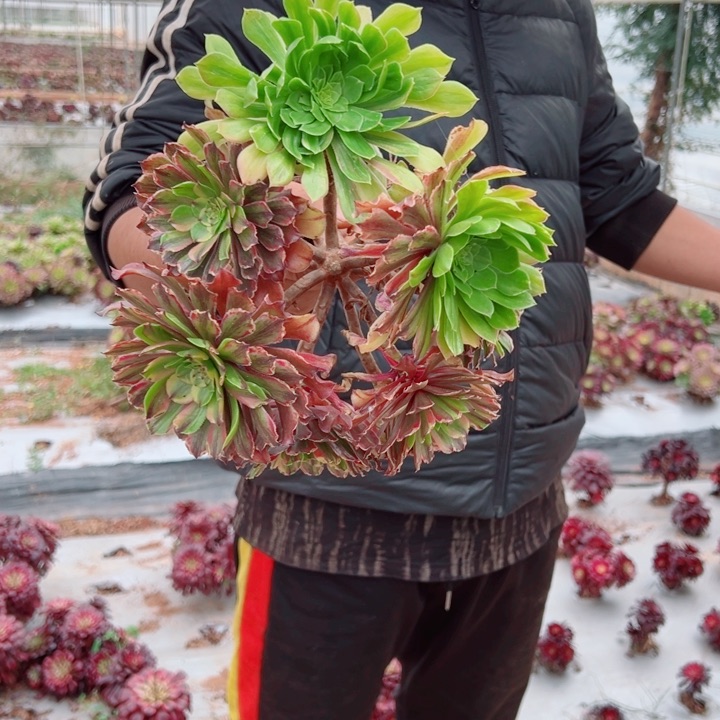 小颗粉带多肉法师