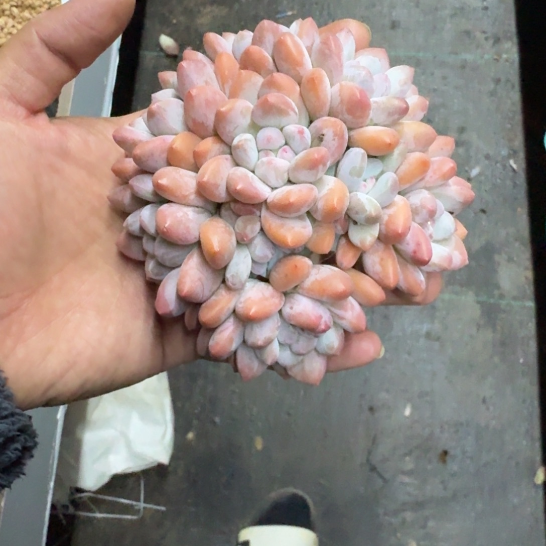 香水 群生  一物一拍