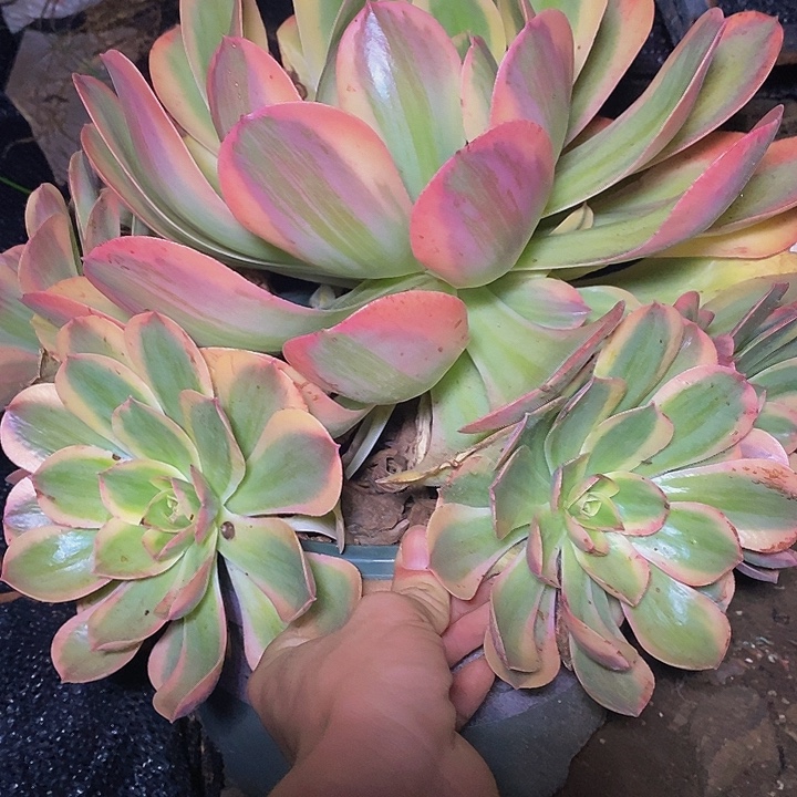 多肉植物保护研究所