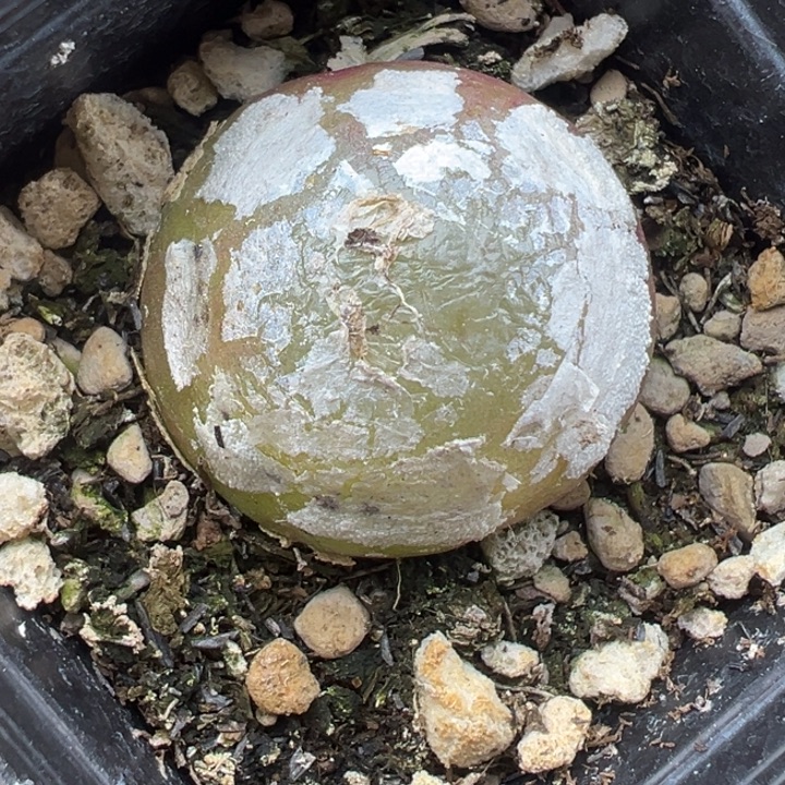 244好这颗多肉有点好看