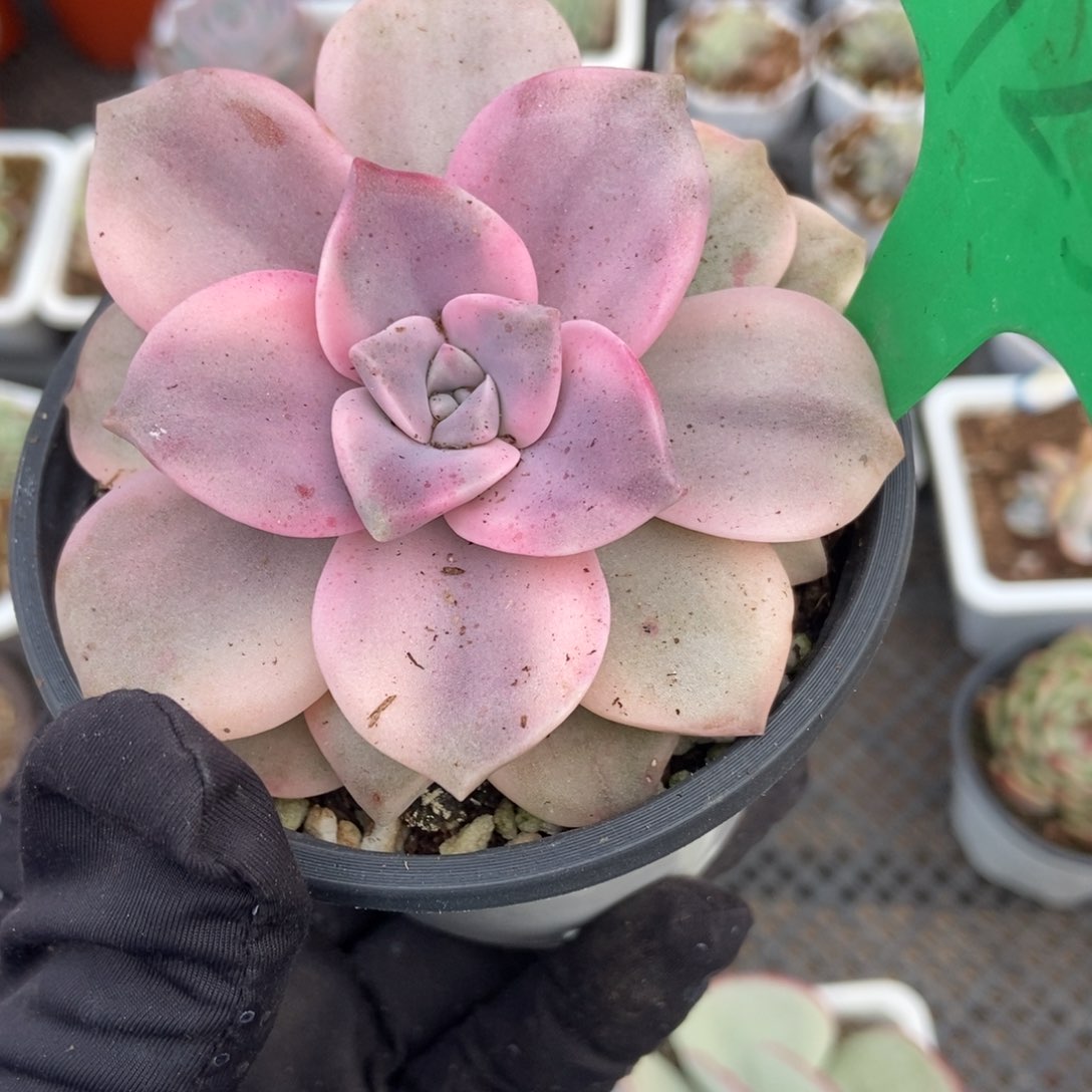 1923紫乐锦多肉植物