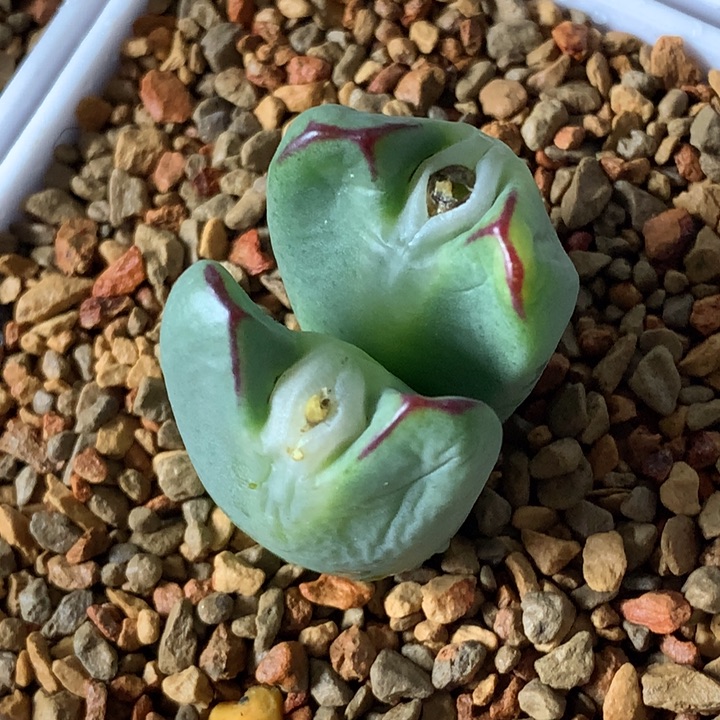 精品多肉植物嘟嘟嘴少将sp