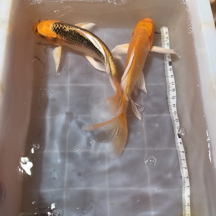 蝴蝶鲤鱼渔场直发65