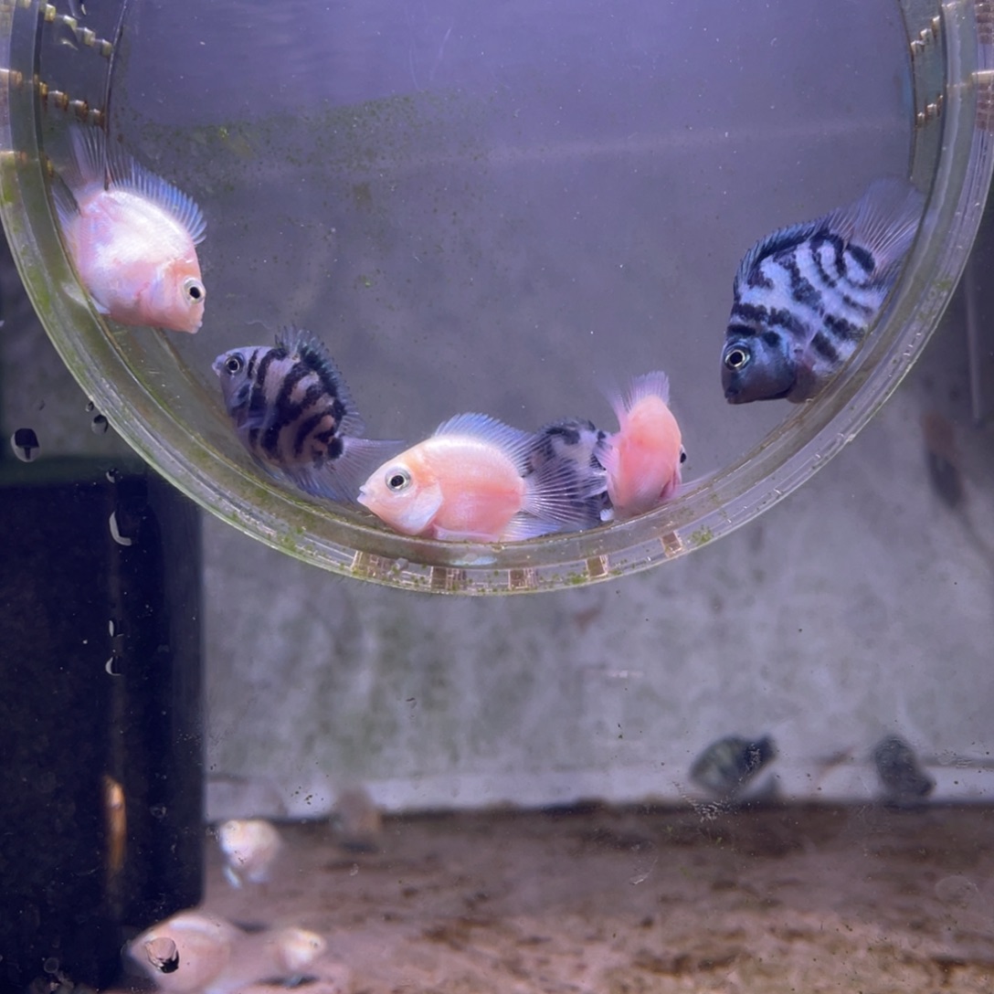 短鲷鱼白金宝蓝一组6条