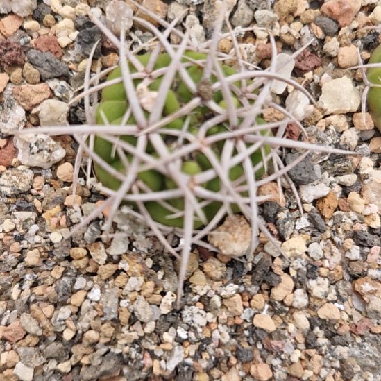 实生仙人球实生仙人球