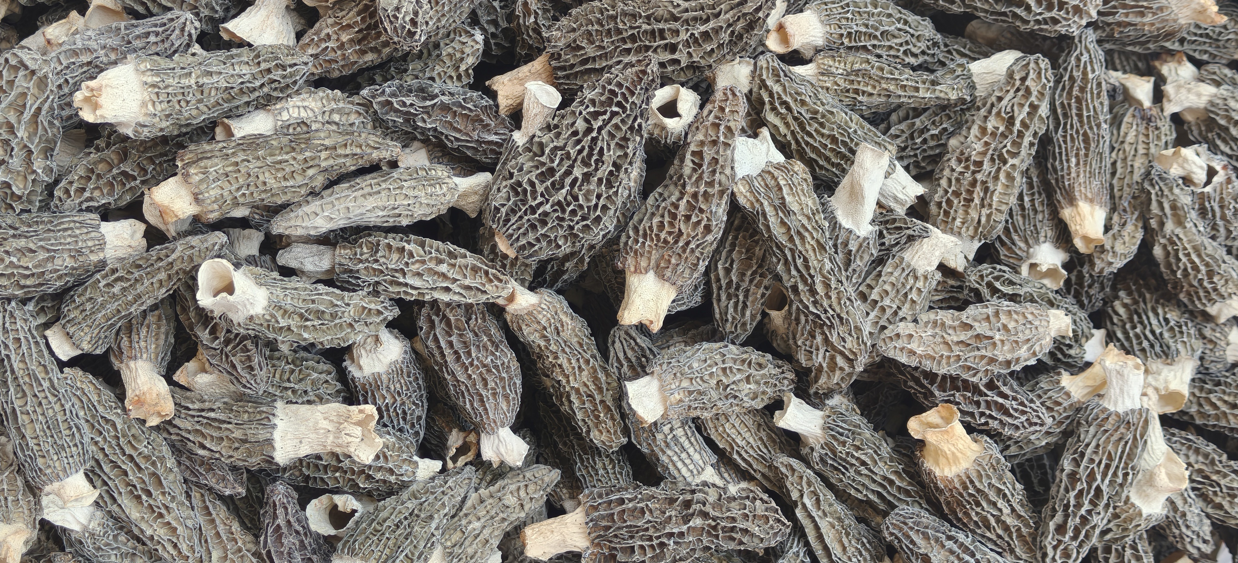 巴山头茬新货肉厚密纹羊肚菌精选干货可炒菜煲汤  支持试吃