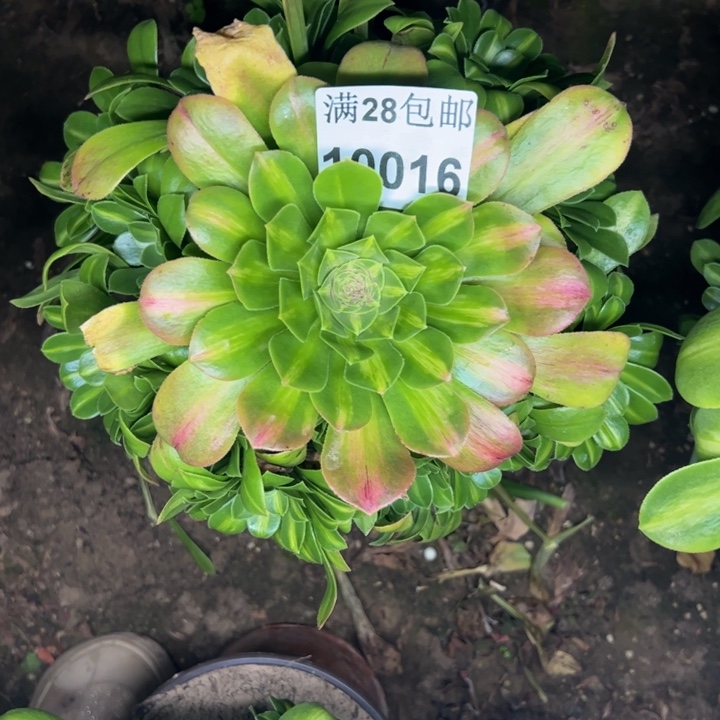 10016琉璃多肉植物