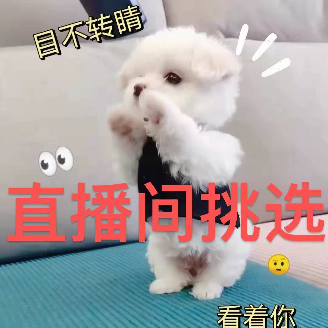 狗狗活体混血狗狗串串狗直播间挑选比熊泰迪约克夏马尔济斯混血