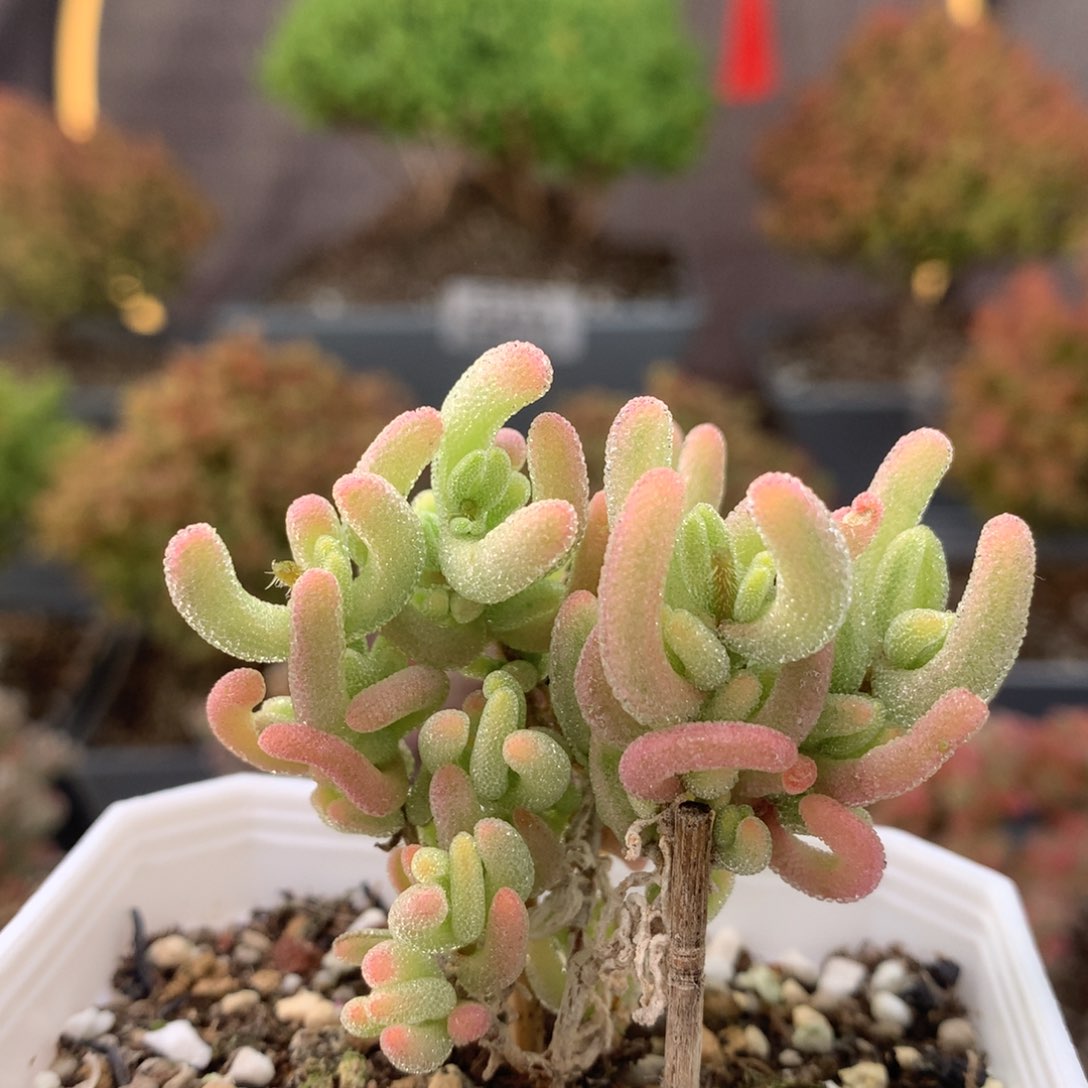 c236红叶锦枝干番杏