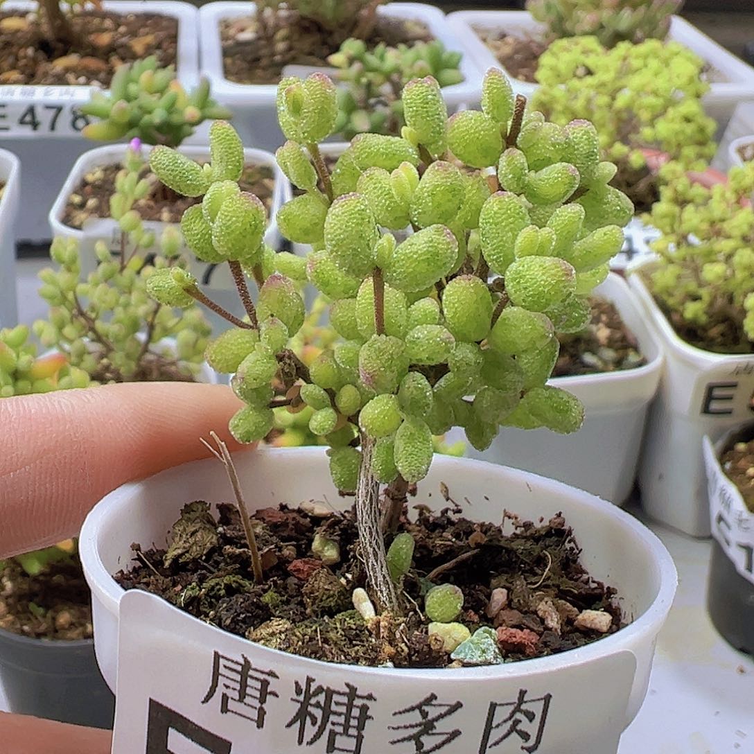 糖球虎斑锦528。           