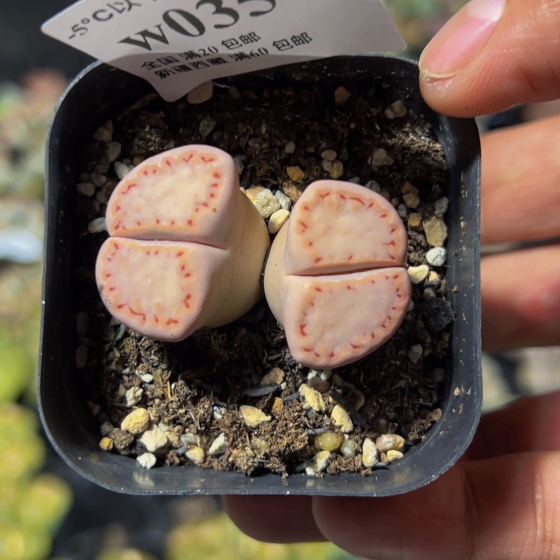 035 一物一拍，默认有伤，介意勿拍，不退不换