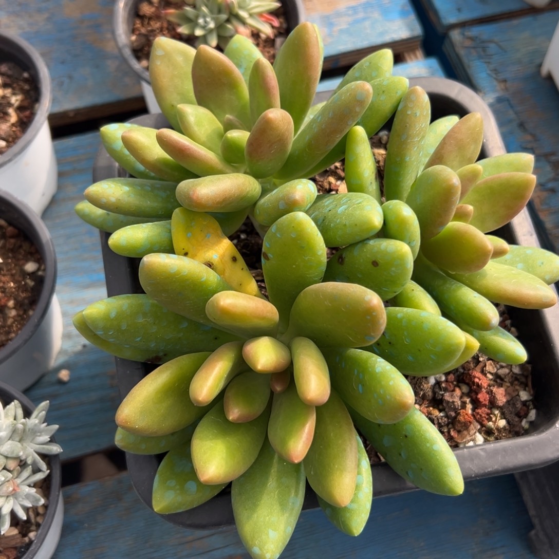 陆****谢谢哥～一物一拍698