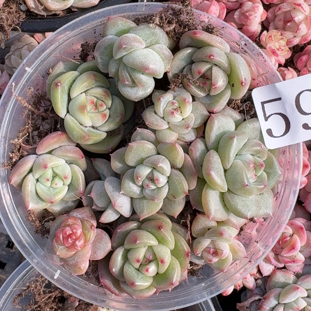 多肉植物多肉植物690