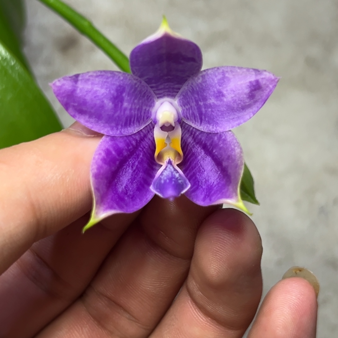 完全开放l292三寸ys1234