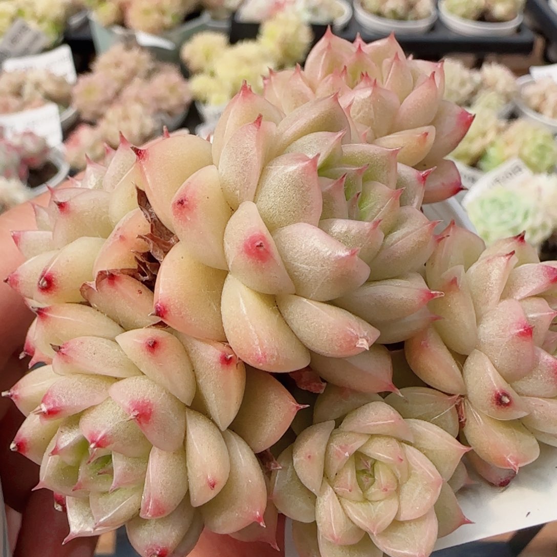 花语逸镜0420-318散