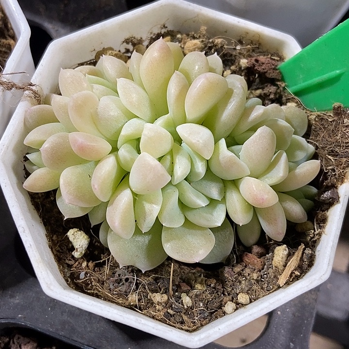 多肉植物奶油美人