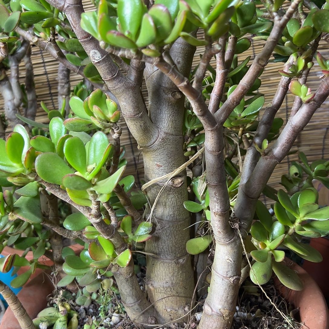 唐***锋完全开放老桩大叶 一物一拍