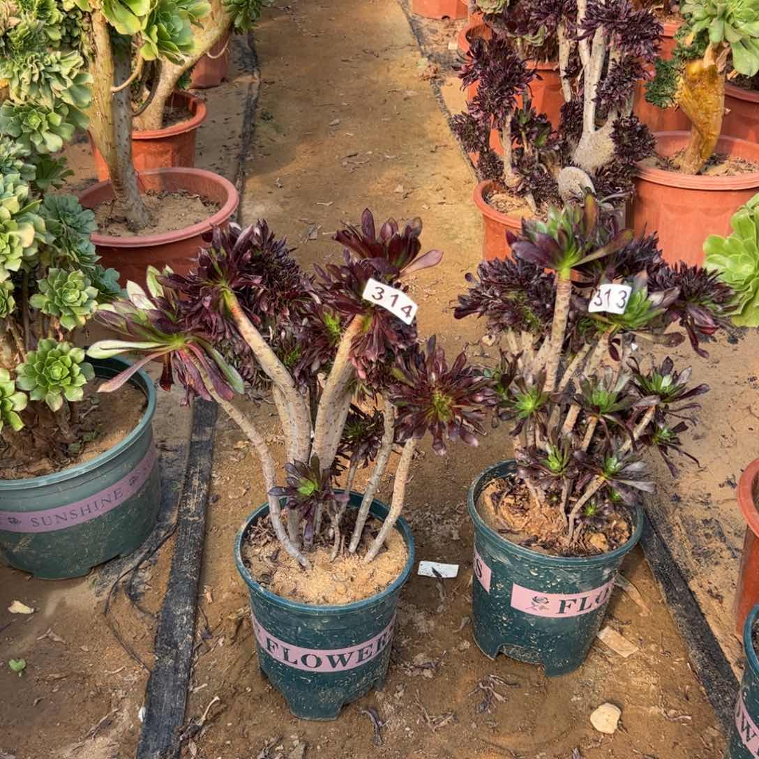 有伤两颗黑缀313.314高30