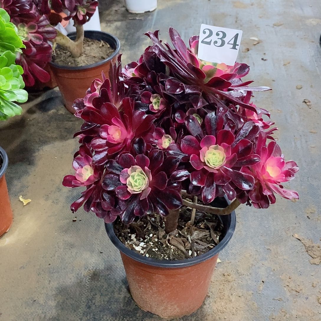 诗**方美杜莎234多肉法师植物