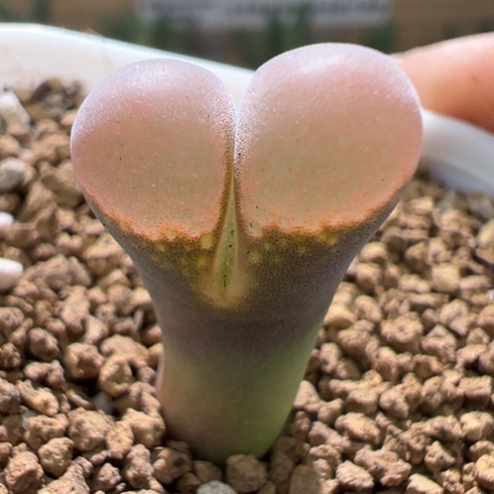 高低窗福利特价一颗911。