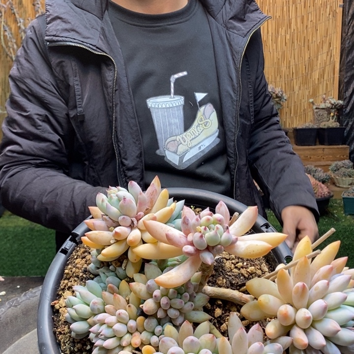 一***水610号所罗门多肉植物