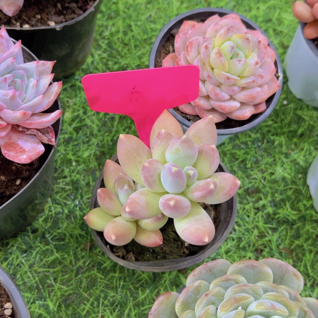 王**、我的小可爱们都好可爱