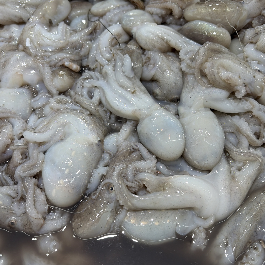 （小时达）本海八爪鱼78元/3斤【保鲜不保活】