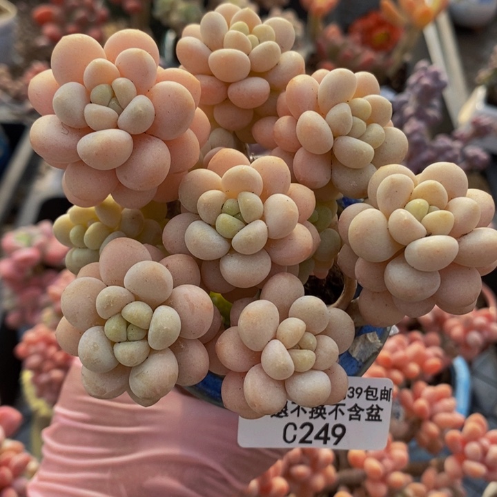 洛可可老桩9cm249多肉植物