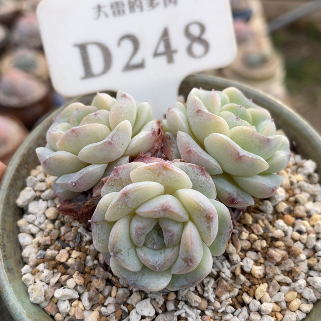 248 雪颜3头 6厘米 不带盆