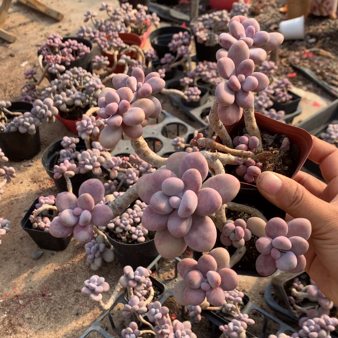 鱊***流桃蛋老桩不带盆29号