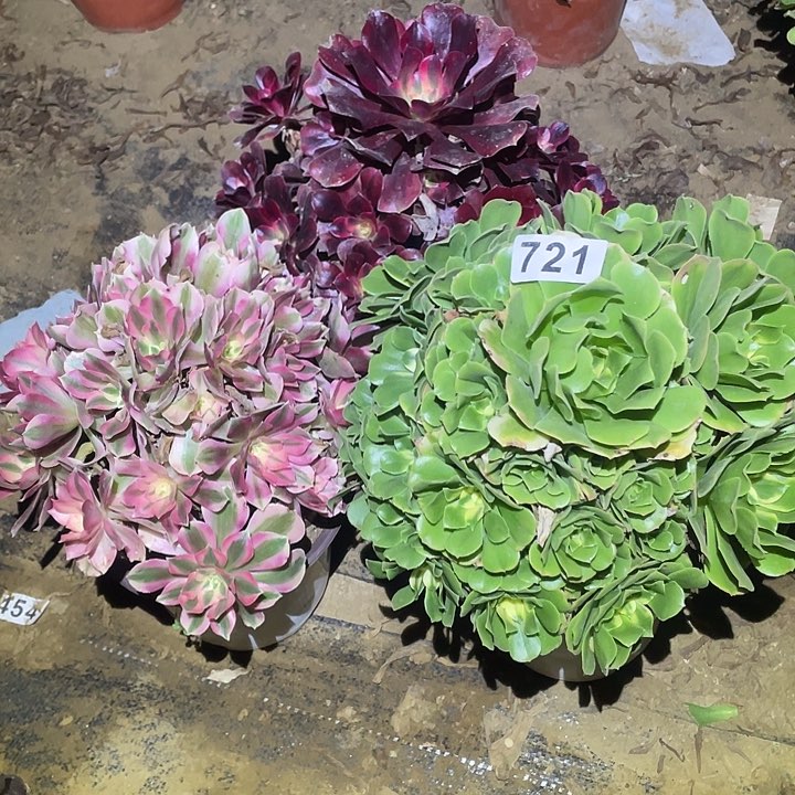 多肉植物断枝不包721法师3颗