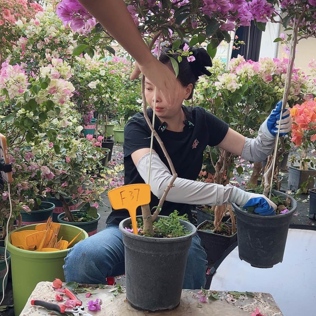 K***n大部分花苞少量开放F37巴西紫