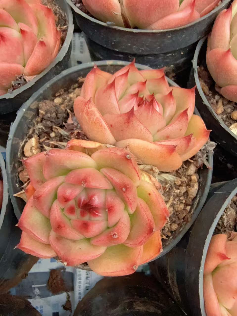 80#双头空气帕奇（5-8cm）脱土