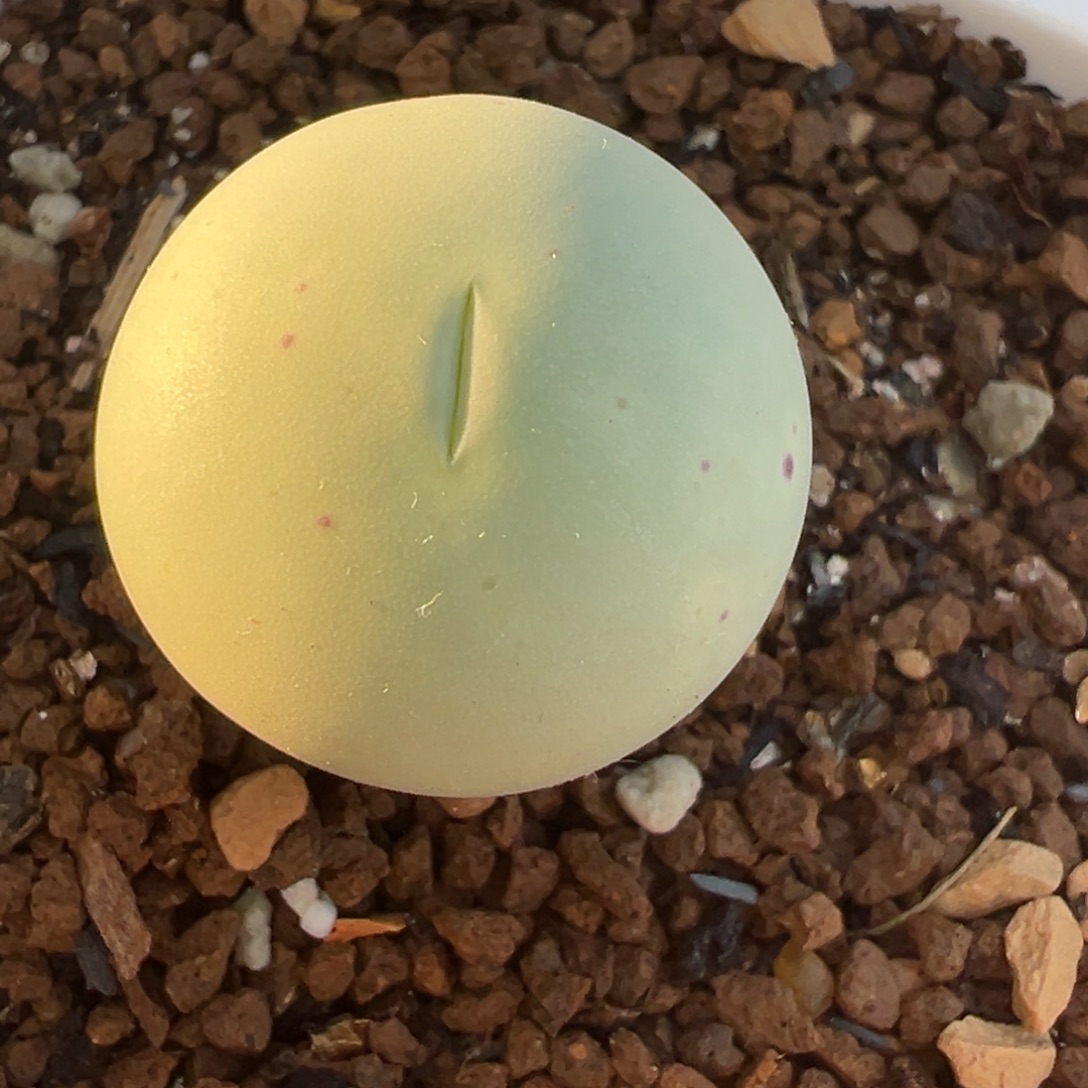 1.9厘米鸽子蛋母本带盆多肉