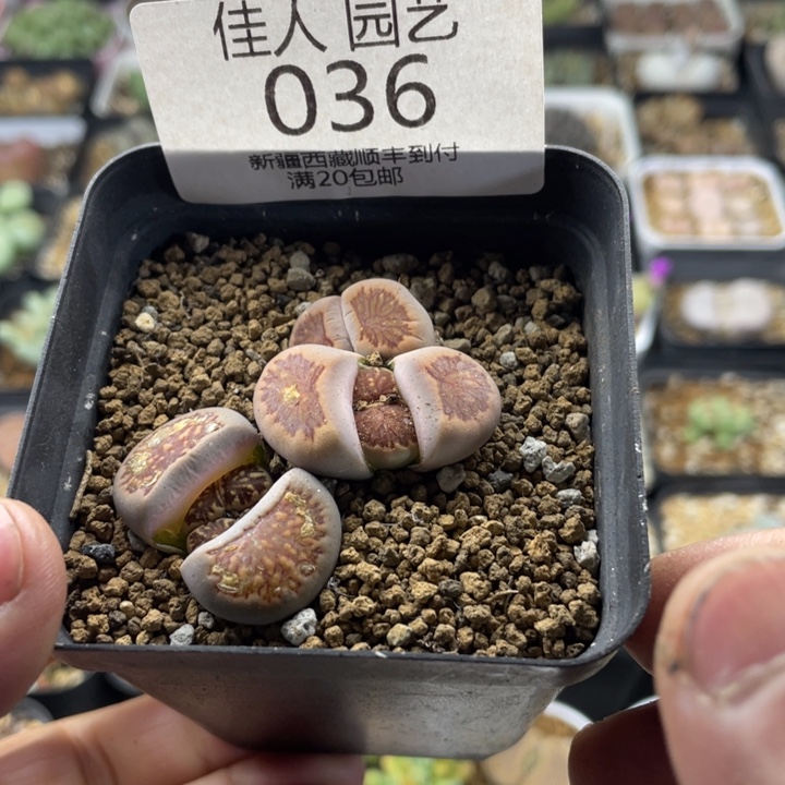 佳人园艺老周多肉上福利啦菊036