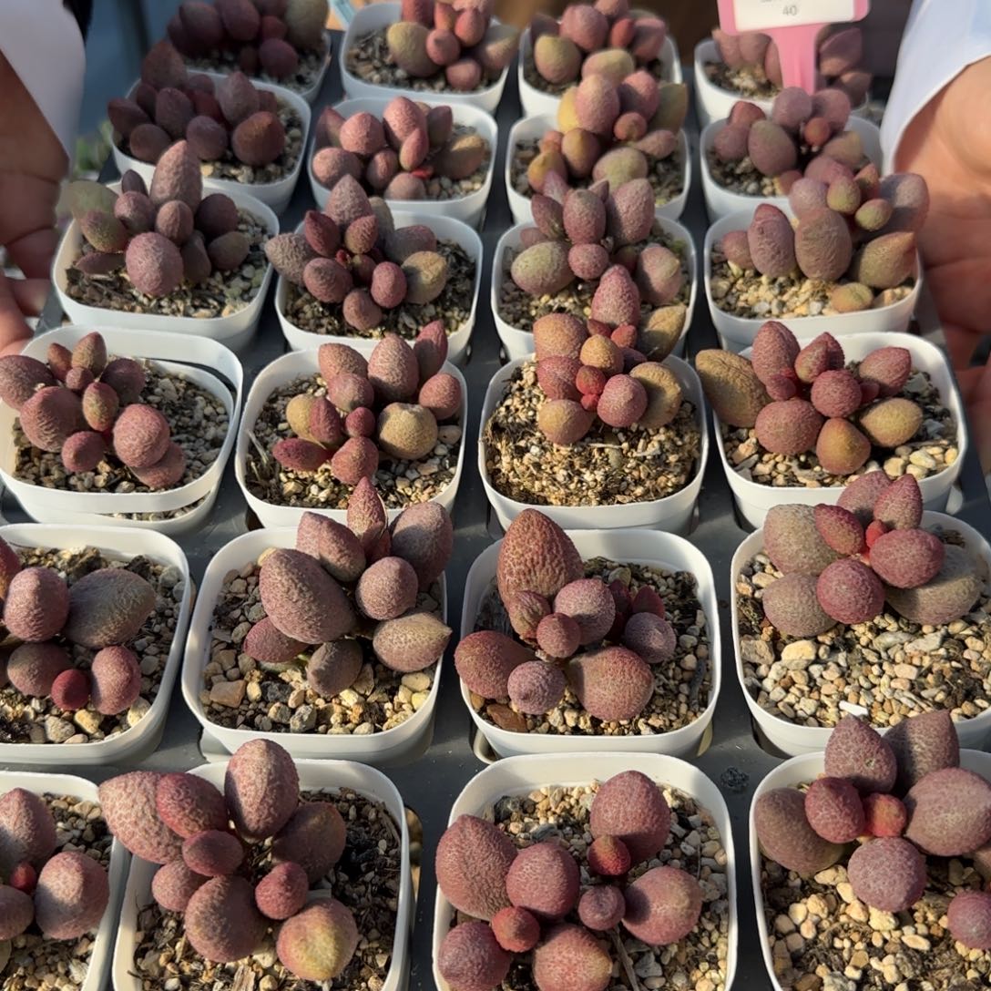 单颗服部量拍链接