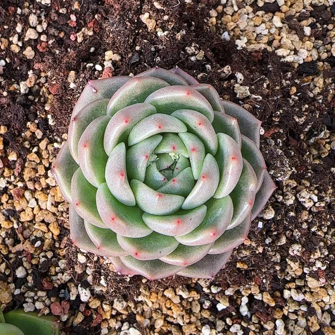 东云一物一拍两颗包邮