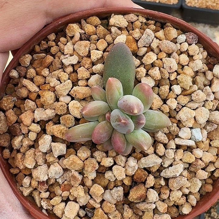 迷雾森林 叶插 一物一拍