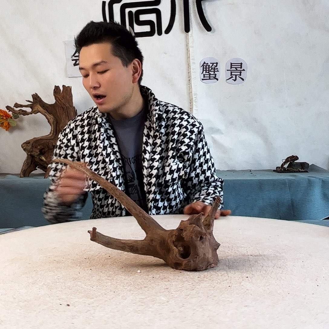 周末福利沉木造景爬宠造景